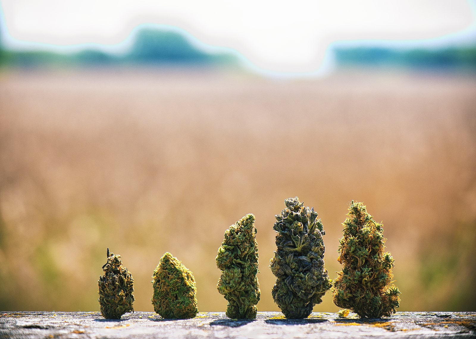 You are currently viewing How Are New Marijuana Strains Developed?