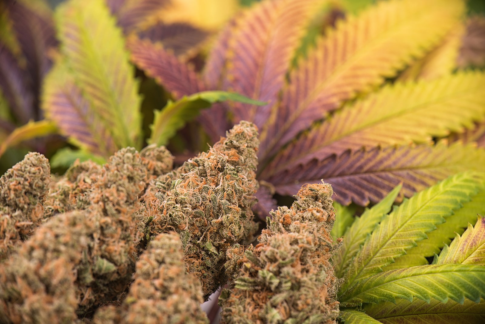 Read more about the article Do Different Strains of Cannabis Look the Same?