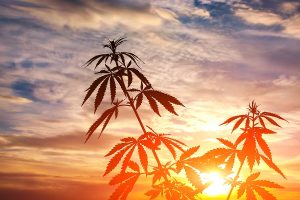 Read more about the article How Light and Temperature Affect Cannabis Potency Over Time