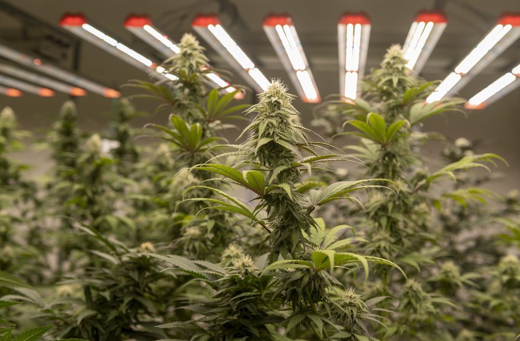 What Makes Craft Cannabis Different From Commercial Grows