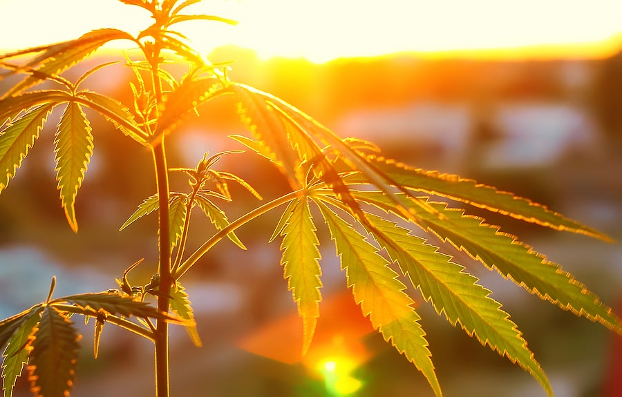 Understanding Cannabinoid Information