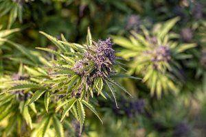 Read more about the article Seasonal Cannabis Picks: Best Strains for the Winter